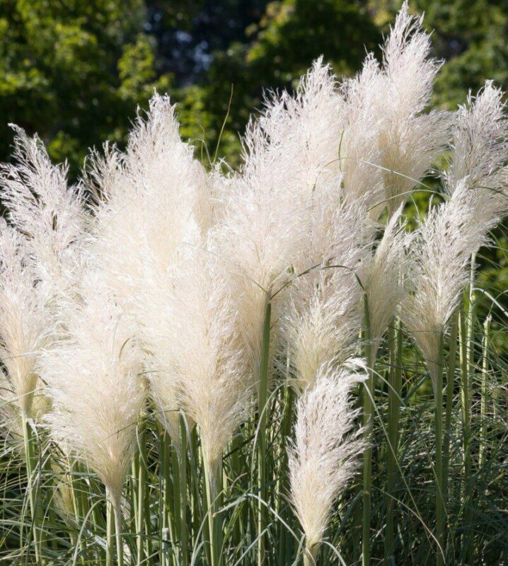 cortaderia selloana erba della pampas 3
