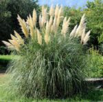 cortaderia selloana erba della pampas 5