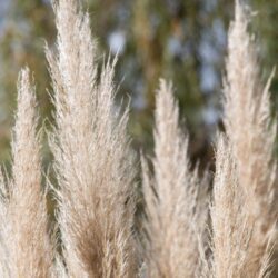 cortaderia selloana pumila erba della pampas 1