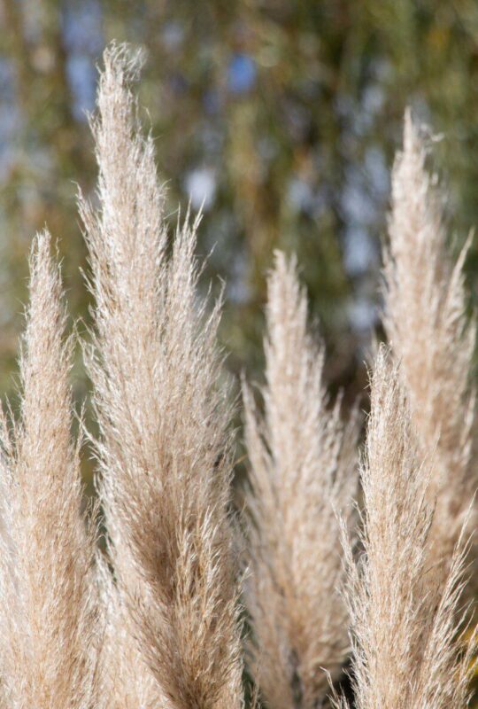cortaderia selloana pumila erba della pampas 1