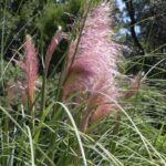 cortaderia selloana rosa erba della pampas