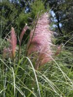 cortaderia selloana rosa erba della pampas