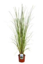 cortaderia selloana rosa erba della pampas 2