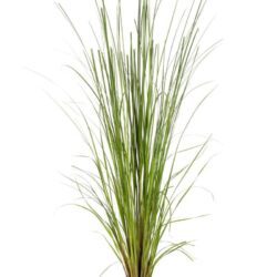 cortaderia selloana rosa erba della pampas 2