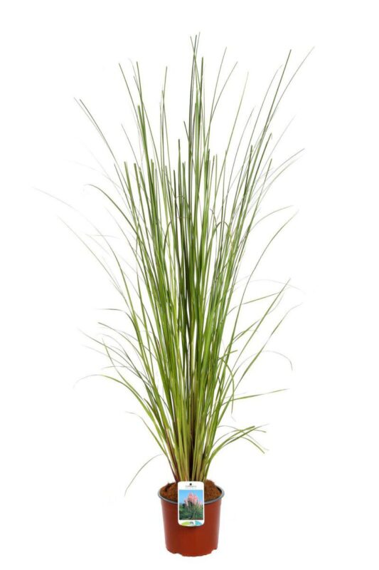 cortaderia selloana rosa erba della pampas 2