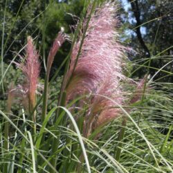 cortaderia selloana rosa erba della pampas