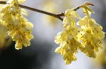 corylopsis pauciflora corilopsis 1