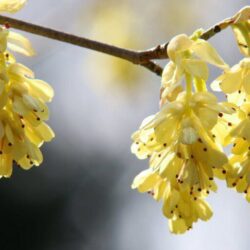 corylopsis pauciflora corilopsis 1