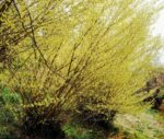 corylopsis pauciflora corilopsis 3