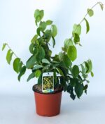 corylopsis spicata corilopsis 2