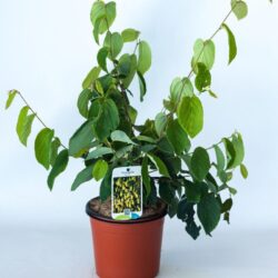 corylopsis spicata corilopsis 2