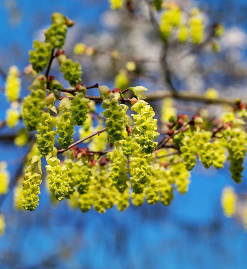 corylopsis spicata corilopsis corylopsis spicata corilopsis