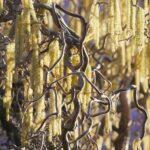 corylus avellana contorta nocciolo contorto 1