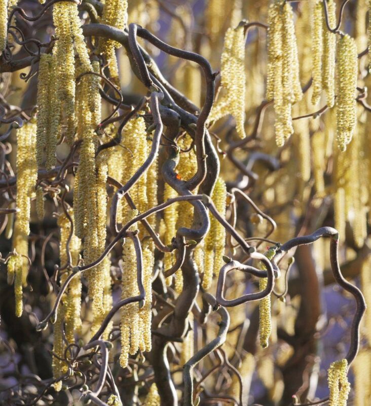 corylus avellana contorta nocciolo contorto 1