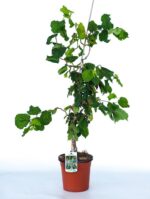 corylus avellana contorta nocciolo contorto