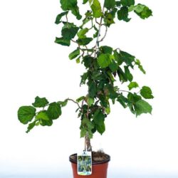 corylus avellana contorta nocciolo contorto