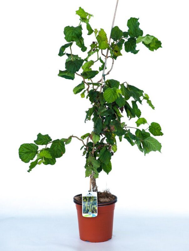 corylus avellana contorta nocciolo contorto
