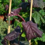 corylus avellana red majestic nocciolo rosso