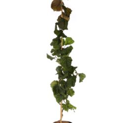corylus avellana red majestic nocciolo rosso 2