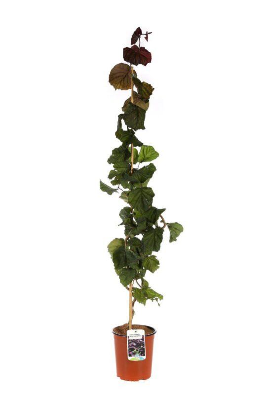 corylus avellana red majestic nocciolo rosso 2