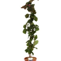 corylus avellana rote contorta nocciolo rosso 2