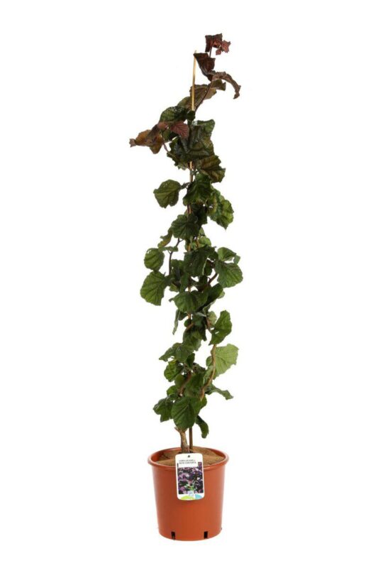 corylus avellana rote contorta nocciolo rosso 2