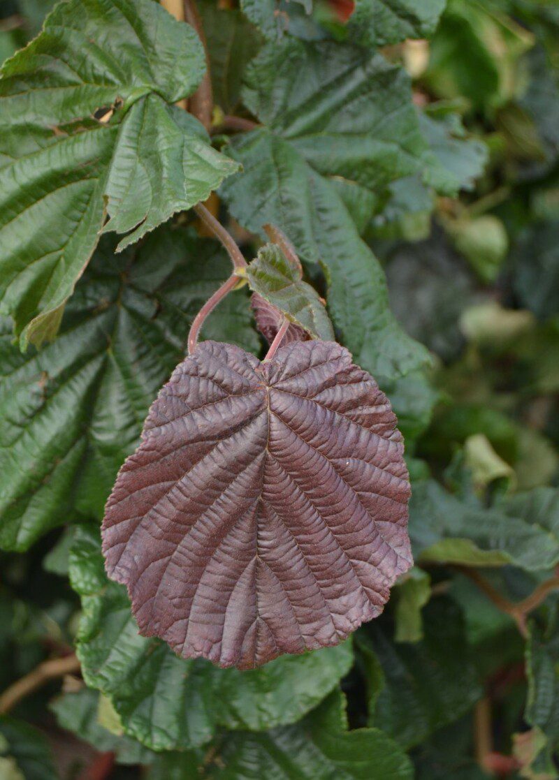 corylus avellana rote contorta nocciolo rosso corylus avellana rote contorta nocciolo rosso