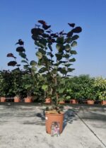 corylus avellana rote zellernuss nocciolo rosso