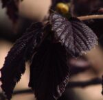 corylus avellana rote zellernuss nocciolo rosso 2