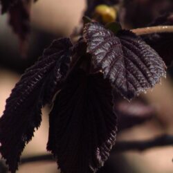 corylus avellana rote zellernuss nocciolo rosso 2