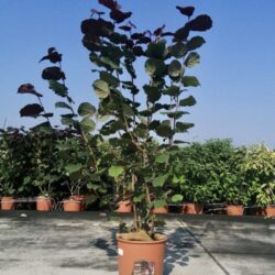 corylus avellana rote zellernuss nocciolo rosso
