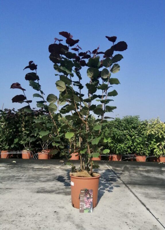 corylus avellana rote zellernuss nocciolo rosso