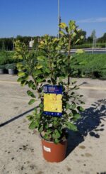cotinus coggygria golden lady albero della nebbia 1