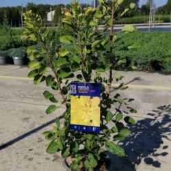 cotinus coggygria golden lady albero della nebbia 1