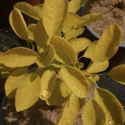cotinus coggygria golden lady albero della nebbia 2 1