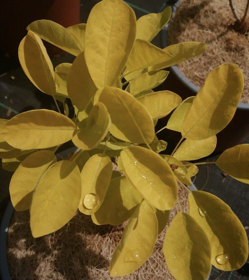 cotinus coggygria golden lady albero della nebbia 2 1 cotinus coggygria golden lady albero della nebbia 2 1