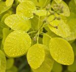 cotinus coggygria golden spirit albero della nebbia 1
