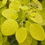 cotinus coggygria golden spirit albero della nebbia 1