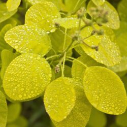 cotinus coggygria golden spirit albero della nebbia 1