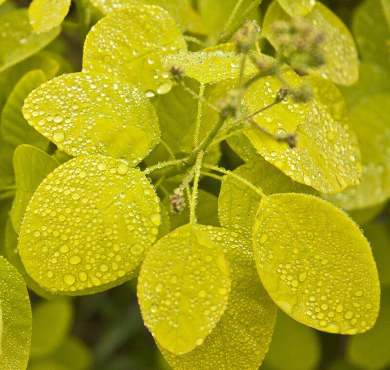 cotinus coggygria golden spirit albero della nebbia 1 cotinus coggygria golden spirit albero della nebbia 1