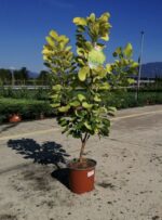 cotinus coggygria golden spirit albero della nebbia 2 1