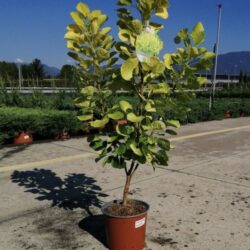 cotinus coggygria golden spirit albero della nebbia 2 1