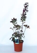 cotinus coggygria royal purple albero della nebbia 1