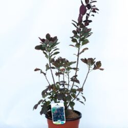 cotinus coggygria royal purple albero della nebbia 1