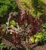 cotinus coggygria royal purple albero della nebbia
