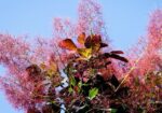 cotinus coggygria royal purple albero della nebbia 2