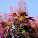 cotinus coggygria royal purple albero della nebbia 2
