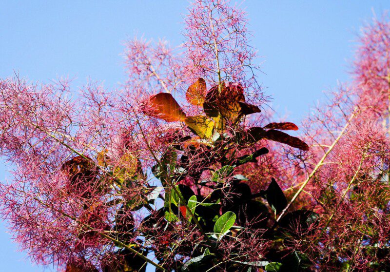 cotinus coggygria royal purple albero della nebbia 2 cotinus coggygria royal purple albero della nebbia 2