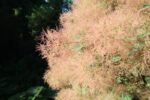 cotinus coggygria young lady albero della nebbia 1