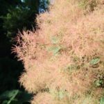cotinus coggygria young lady albero della nebbia 1
